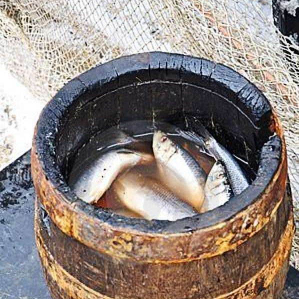 salted herring in a barrel